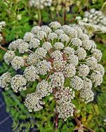 Image result for Selinum wallichianum