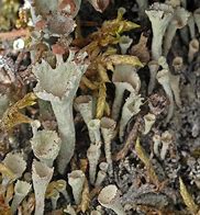 Image result for cladonia