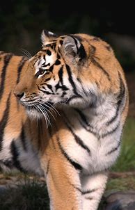 Image result for San Francisco Zoo Tiger Attacks