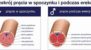 Image result for co_oznacza_Żołądź_prącia
