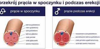 Image result for co_to_znaczy_Żołądź_prącia