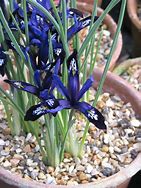 Image result for Iris reticulata Blue Note