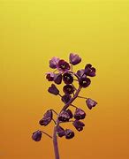 Image result for Rose iOS Wallpaper