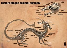 Image result for Bone Winged Aasbone Winged Dragon