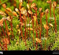 Image result for Common HairCap Moss