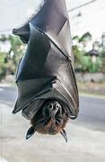 Image result for Bat Animal Cute Hanging Upside Down