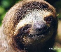 Image result for Laughing Sloth