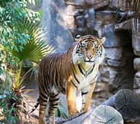 Image result for The Biggest Tiger in the World