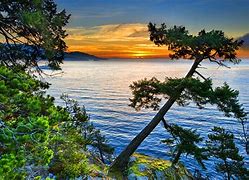 Image result for Sunset Pine Tree Background