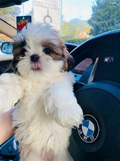 Shih Tzu Puppies For Sale | Kansas City, MO #342185