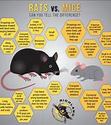 Image result for Differnce Between a Mouse and a Rat