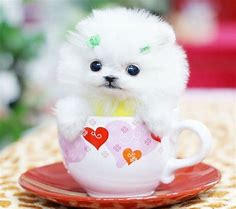 Image result for Cute Teacup Puppies and Kittens in Cups