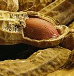 Image result for Peanut Allergies