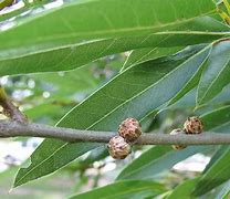 Image result for Willow Oak Tree Leaf