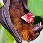 Image result for Bats Eating Fruit