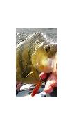 Image result for Perch Fish Hat