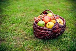 Image result for Fruit Basket with Green Apple Image