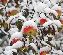 Image result for Winter Scene in Crystal Apple