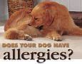 Image result for Dog Allergies Symptoms
