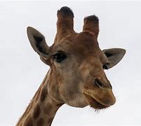 Image result for Crying Baby Giraffe