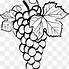 Image result for Grape Vine Drawing