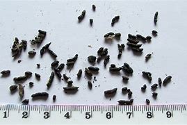 Image result for Bat Droppings Identification