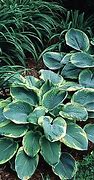 Image result for Hosta sieboldiana Frances Williams