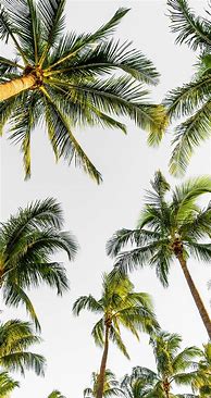 Image result for Lock Screen Backgrounds Sayings Palm Trees