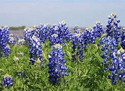 Image result for Texas State Flower