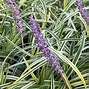 Image result for Liriope muscari Silvery Sunproof