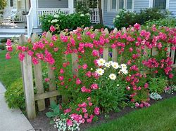 Image result for Fence Climbing Vines