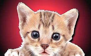 Image result for Kittens Meowing