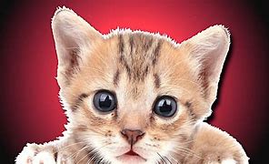 Image result for Meow Cute Cat