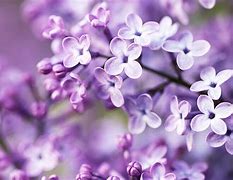Image result for Purple Floral Background