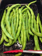 Image result for Young Fava Beans