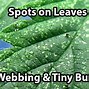 Image result for Spider Mites On Pot Plants