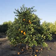 Image result for Olinda Valencia Orange