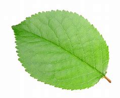 Image result for Green Apple Tree Leaves