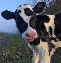Image result for Cow Face Cute Aesthetic