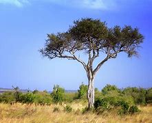Image result for Acacia Trees in Kenya