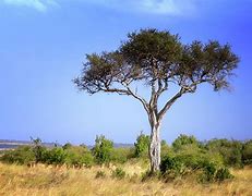 Image result for Leaves of Acacia Trees Kenya