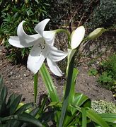 Image result for Crinum x powellii Album