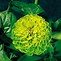 Image result for Light Bloom Green Scrren