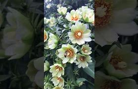 Image result for florada