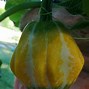 Image result for Yellow Crookneck Squash Life Cycle Images