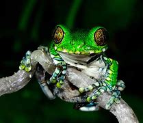 Image result for Amphibians Tree Frog