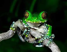 Image result for Types of Tree Frogs
