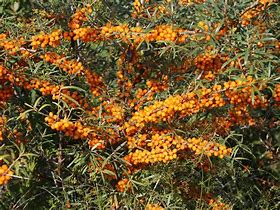 Hippophae rhamnoides Friesdorfer Orange に対する画像結果