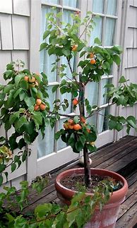 Image result for Patio Fruit Trees in Pots