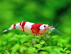 Image result for Miniature Shrimp Aquarium